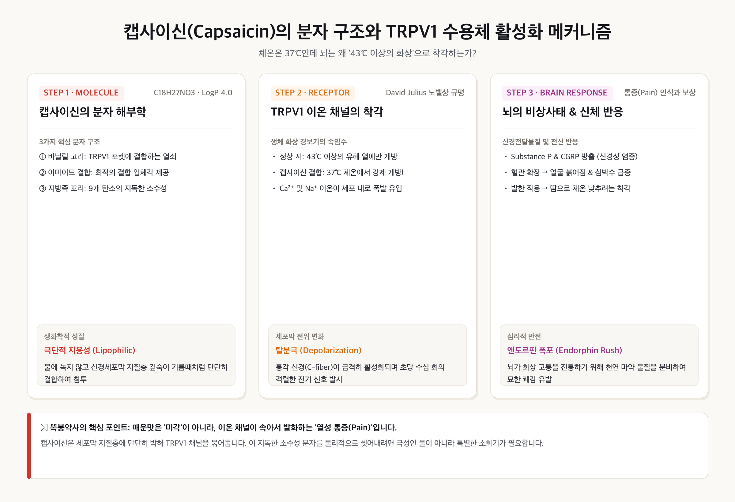 캡사이신의 분자 구조와 TRPV1 수용체 활성화 메커니즘